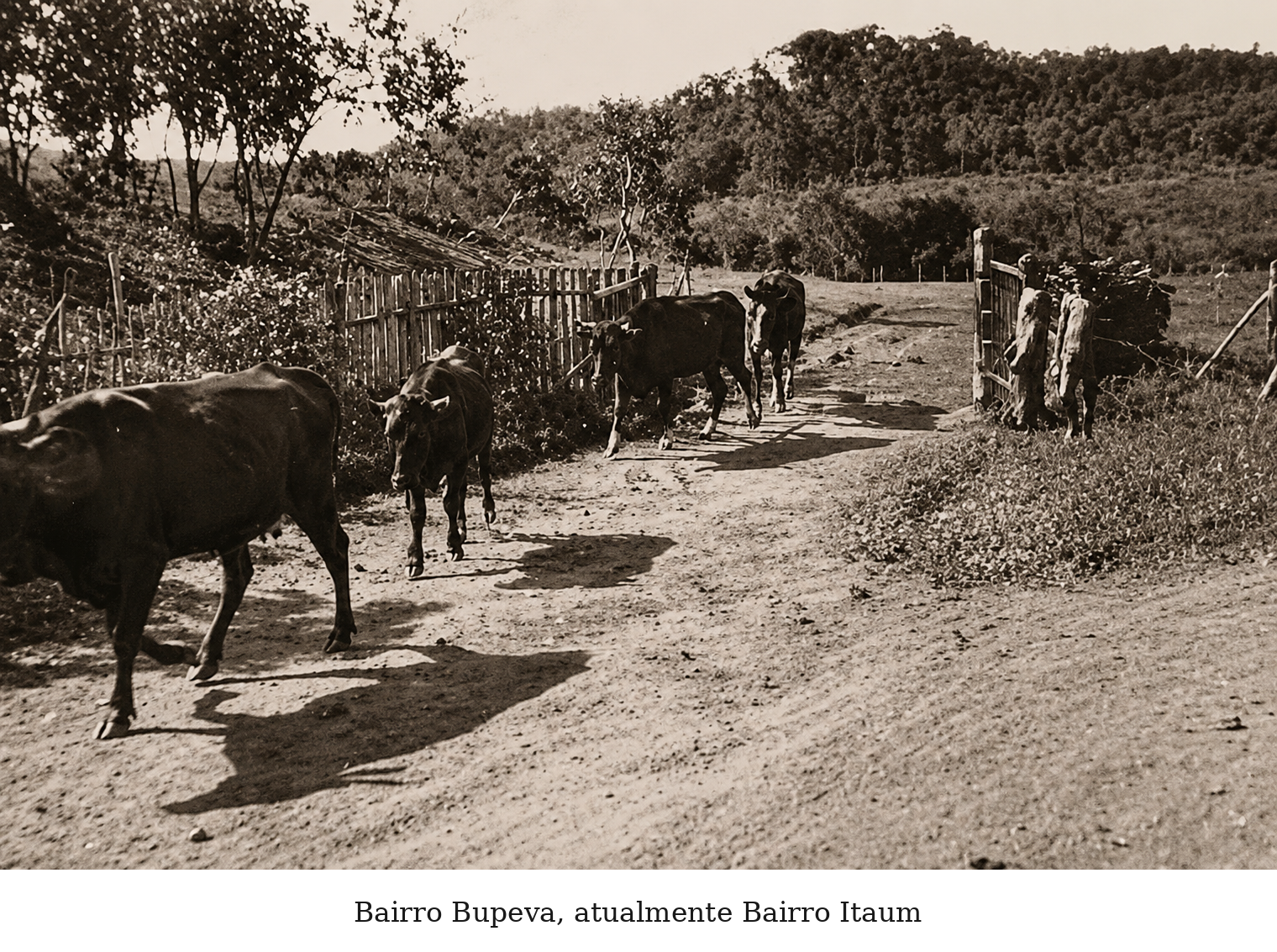 Bairro popular de Joinville com casas e ruas arborizadas, décadas de história comunitária
